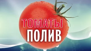 Полив томатов