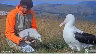 Royal Albatross ~ Ranger Colin Weighs The Chicks! TF Is So Cute Peeking Out From The Bag! 💕 2.20.24