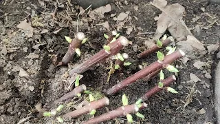 Черенкование гортензии после обрезки 🌿🌿🌿 и , извините,немного о человеческой желчи 😁😁