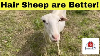 7 Reasons Hair Sheep are Better! [Best Sheep for Your Farm] - 2024