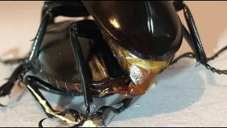 【1080/60fps】 Rhaetus Westwoodi Kazumiae mating 　ウエストウッディ カズミアエの交尾