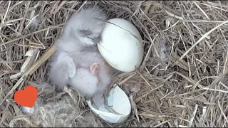 Jolene feeds JC23 for the first time ETSU Eagle Cameras Johnson City Cam 1: ETSU Eagle Cameras/Cam 2