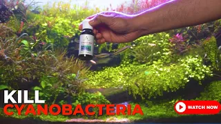 How To Treat Cyanobacteria or Blue Green Algae in Planted Aquariums