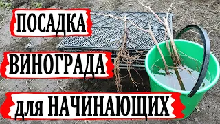 🍇 После такой посадки саженца винограда, кусты плодоносят сто лет! Как выбрать глубину посадки?