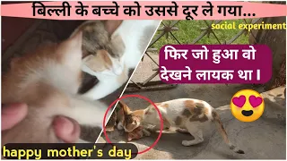 Cat Scolding | Cute and Funny Conversation of Cats | Happy Mother's Day 2021 बिली का Singham अवतार |