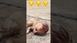 silent tears😭 dropped newborn monkey baby just born #shorts #shortvideo #monkeybaby#monkey