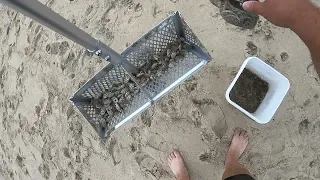 All the bait use can use for free - Sand fleas  - Catching your own