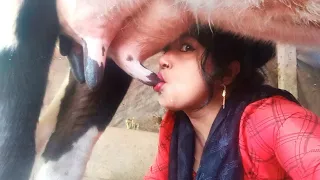 Cow milking by hand//milking cow//drinking cow milking//village life// milking 🥰