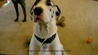 Great Dane Singing