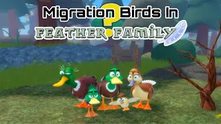 Migration Birds In Feather Family?