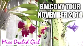 Balcony tour and Orchid Collection November 2014