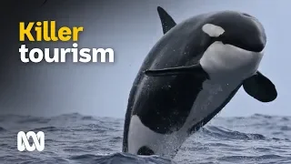 Orca tourism: Killer whales draw tourists in southern Australia 🐋📷 | Landline | ABC Australia