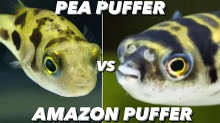 Amazon Puffer Vs Pea Puffer - What Small Freshwater Pufferfish Should You Get? Dwarf Puffer Care