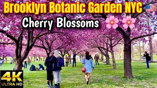 Cherry Blossoms @ Brooklyn Botanic Garden NYC 🇺🇸 2022