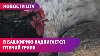 Птичий грипп наступает! Минсельхоз Башкирии требует убить всю домашнюю птицу в регионе