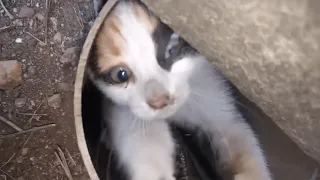 Man Rescues Kitten From Deep, Dark Pipe But Doesn’t Expect Her Adorable Thank You