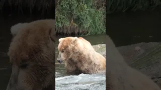 Four-time Fat Bear Week champion, Otis, nods off while fishing in the river 🐻💤