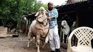 India's Biggest malwa goat 2018