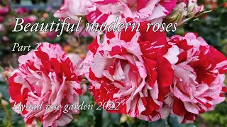 Beautiful modern roses. Part 2. Hystad rose garden 2022.