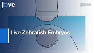 Two-Photon-Based Photoactivation In Live Zebrafish Embryos l Protocol Preview