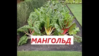 Мангольд/Листовая свекла/Это чудо растение очень вкусное и полезное.