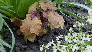 Сад в дождь,как нарастают розы после подкормок,хвойные,тюльпаны.....