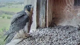 FalconCam Project~ Hi mum, I will stay in the box overnight ~7:38 p.m. 2022/11/22