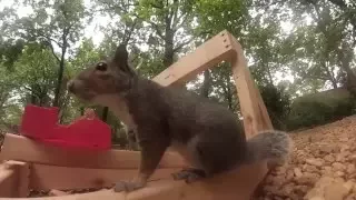 Катапульта для белок / Catapult for squirrels