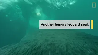 Leopard Seal vs. Leopard Seal Underwater Food Fight