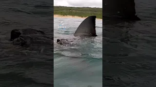 Great White Shark Comes Under The Surface In The Shallows #greatwhite