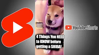 4 Things you NEED to know BEFORE Getting a SHIBA INU