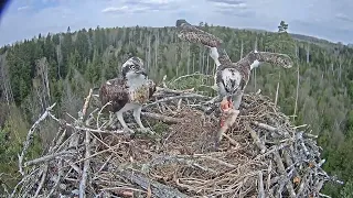 Скопа. Рыба для Ирис - The osprey. Fish for Iris