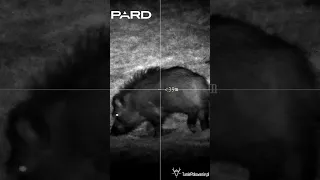 Dziki nocą 🐗 | PARD DS35 LRF 940nm  🎯 #pard #noktowizja #dziki