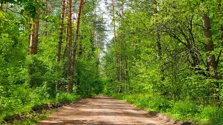 Sounds of the spring forest. Forest atmosphere, birdsong