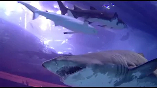 shark dive dubai aquarium - close encounter (short vedio)