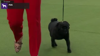 Pugs | Breed Judging 2020