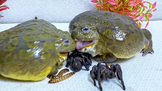 African Bullfrog Tries To Eat Big Spider & Worms! Warning live feeding