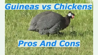 Guinea Fowl Advantages Vs Chickens And Why We Prefer Guineas