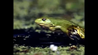 Frog movements caught in slow motion| CCTV English