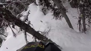 GOPRO tree footage raw