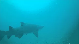 Sand tiger shark scuba diving on the USS Caribsea