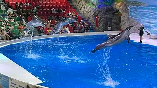 Dolphin show in Dubai #dolphinarium