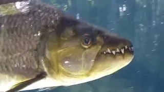 River Safari Singapore Zoo Tiger Fish