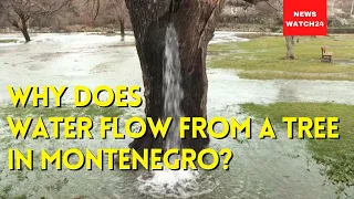 Why does water flow from a tree in Montenegro?