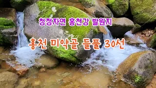 들풀 - 5월 홍천 미약골 들풀 30종류 해설