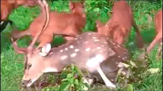❗️Shaky Footage❗️Wild Dogs Eating A Spotted Deer Alive...!
