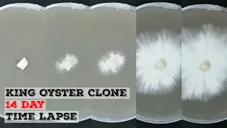 King Oyster Mushroom Clone Agar Time Lapse | Time Lapse Of Mycelium Growing Over 14 Days