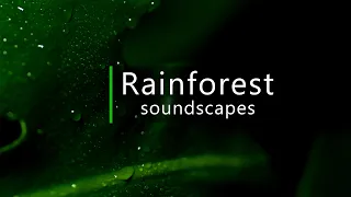 Relaxing rain sounds recorded in the Amazon rainforest