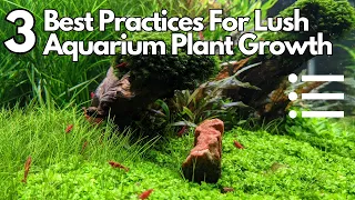 3 Best Practices for Keeping Aquarium Plants Lush and Thriving - One of them isn't even necessary