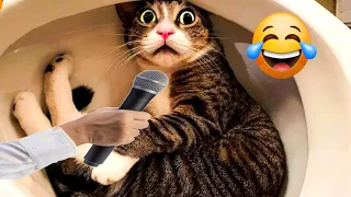 funniest animal video 😜🤭🤫 New funny cats and dogs 2024